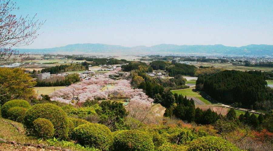 🌸 모치오 공원 (母智丘公園) 이미지 4
